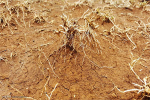 پرداخت خسارت از 23 اسفند