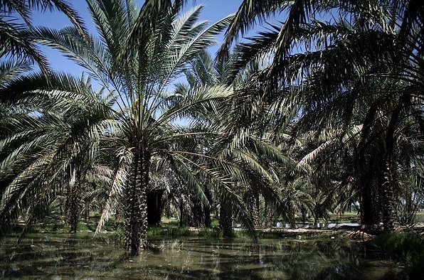 مرکز الگویی افزایش بهرهوری آب در نخیلات در دشتستان ایجاد شد مرکز الگویی افزایش بهرهوری آب در نخیلات در دشتستان ایجاد شد