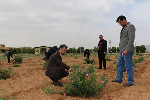 گل چینی از  گلستان گل محمدی دانشگاه آزاد میمه