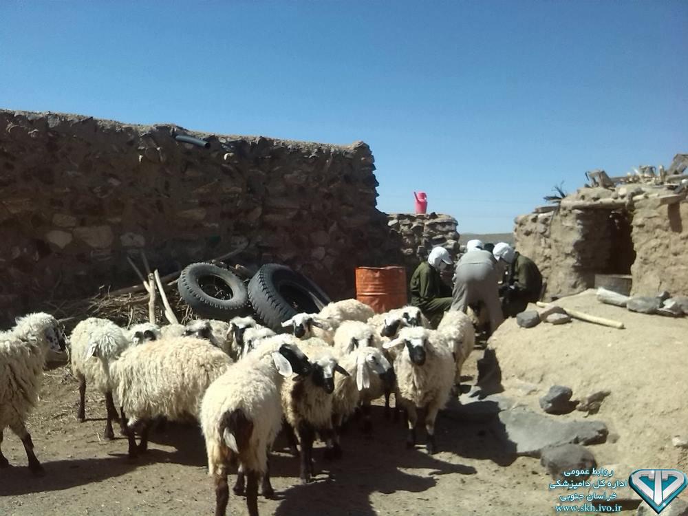 واکسیناسیون ۹۶۰ هزار دام سبک و سنگین علیه تب برفکی واکسیناسیون ۹۶۰ هزار دام سبک و سنگین علیه تب برفکی