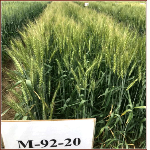 دستیابی به رقم جدید گندم ترابی با مشارکت پژوهشگران اصفهانی