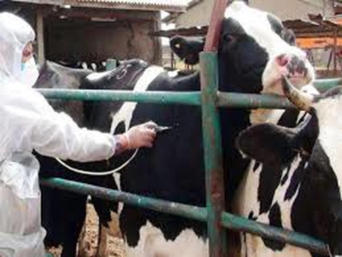 دامداران استان اردبیل به واکسیناسیون دامها علیه تب برفکی اقدام کنند دامداران استان اردبیل به واکسیناسیون دامها علیه تب برفکی اقدام کنند