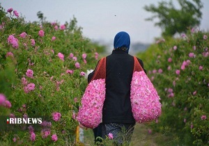 رایحه گل و گلاب با درآمد میلیونی