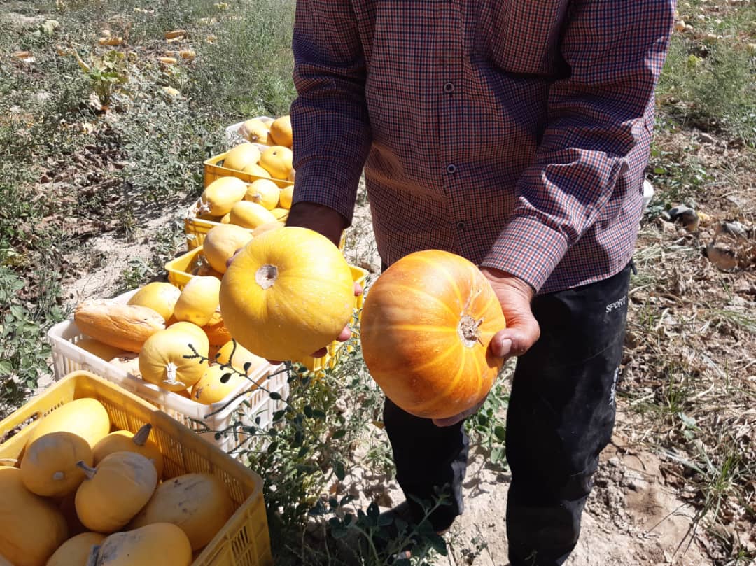 آغاز برداشت کدو آجیلی  در قیروکارزین