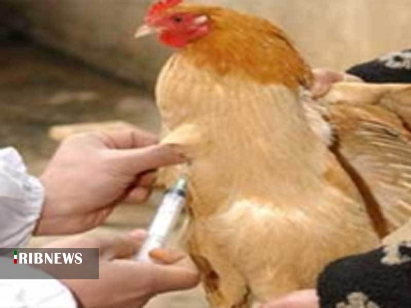 اجرای واکسیناسیون طیور بومی علیه نیوکاسل