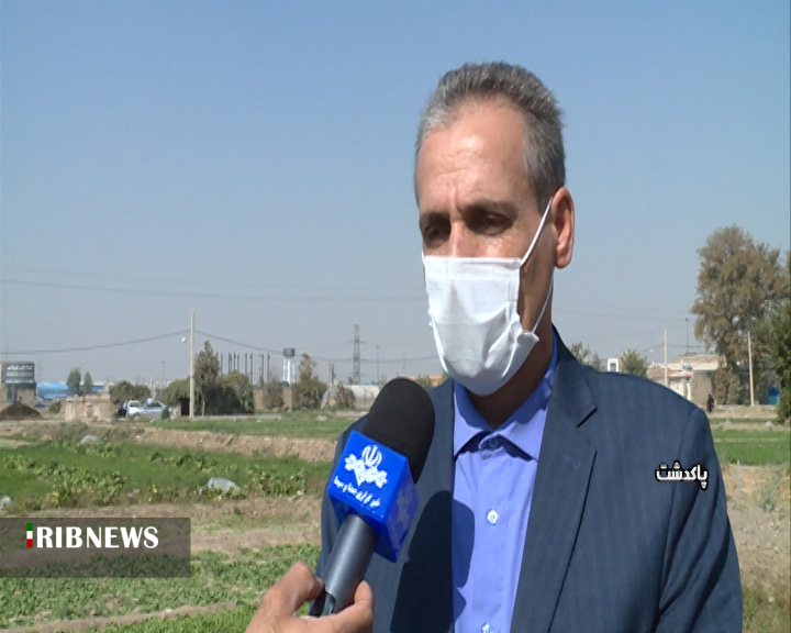 برداشت سالانه بیش از ۸ هزارتن سبزی از مزارع پاکدشت برداشت سالانه بیش از ۸ هزارتن سبزی از مزارع پاکدشت