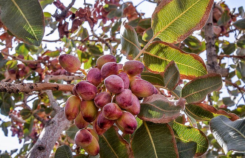 کاهش محصول پسته در رفسنجان