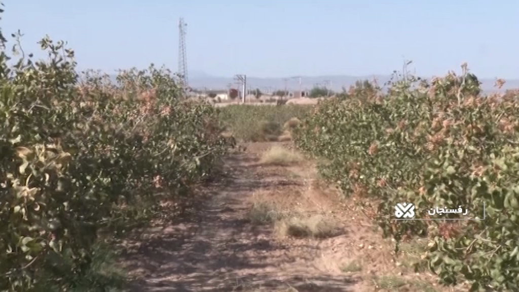 کاهش کاملا محسوس پسته در رفسنجان