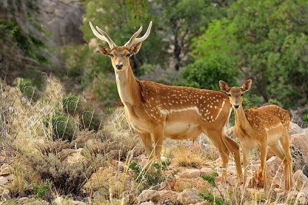 وجود ۳۰۰ گونه مهره دار در عرصه محیط زیست ایلام