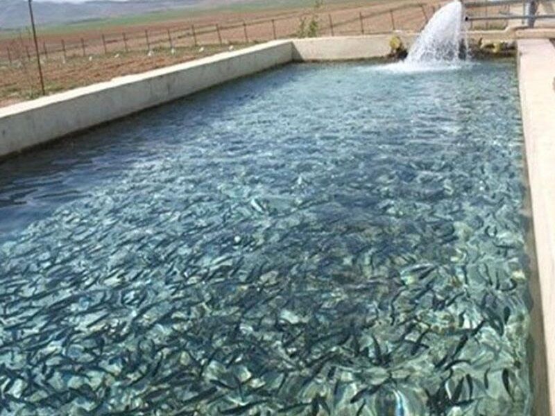 مقدمات توسعه صنعت آبزی پروری در سد‌های استان اردبیل فراهم شد