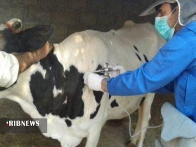 واکسیناسیون ۱۶۰ هزار رأس دام در بروجرد علیه بیماری تب برفکی واکسیناسیون ۱۶۰ هزار رأس دام در بروجرد علیه بیماری تب برفکی