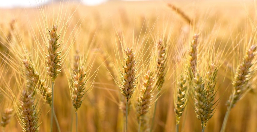 خرید یک میلیون و ۷۰۷ هزار گندم از کشاورزان خوزستان خرید یک میلیون و ۷۰۷ هزار گندم از کشاورزان خوزستان