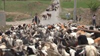ایل راه‌ها و جاده‌های شهرستان فریدونشهر میزبان عشایر