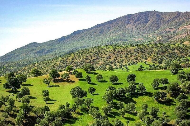 مهار طاعون نشخوار کنندگان در پارک ملی بمو شیراز