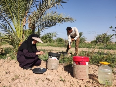 ردیابی سوسک سرخرطومی حنایی خرما در کارون