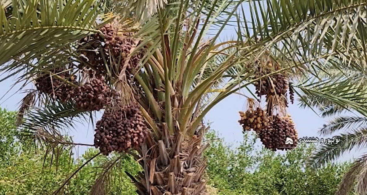 برداشت ۴ هزار تن خرما از نخلستانهای توکهور و هشتبندی برداشت خرما