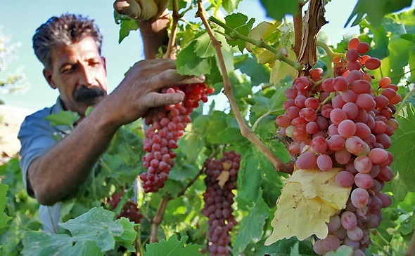 آذربایجان غربی در رتبه چهارم تولید انگور کشور