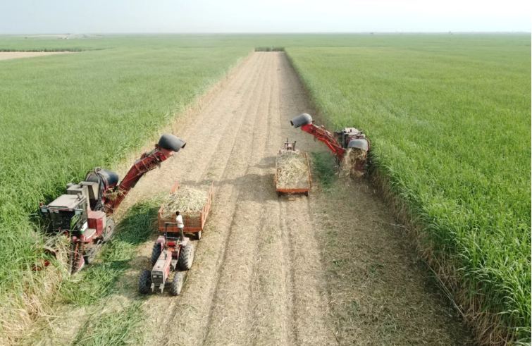 رونق صنایع پایین‌دستی با ورود نیشکر به بازار سرمایه