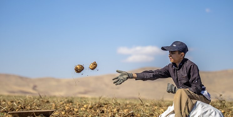 تولید سالانه ۶۰۰ هزار تُن سیبزمینی در شهرستان اردبیل تولید سالانه ۶۰۰ هزار تُن سیبزمینی در شهرستان اردبیل