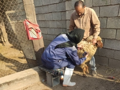 ایمن سازی بالغ بر ۲ هزار راس دام سبک و سنگین درشهرستان کرخه ایمن سازی بالغ بر ۲ هزار راس دام سبک و سنگین درشهرستان کرخه