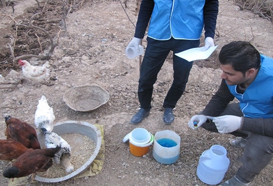 ایمن سازی بیش از ۴۰ هزار قطعه طیور بومی در هویزه ایمن سازی بیش از ۴۰ هزار قطعه طیور بومی در هویزه
