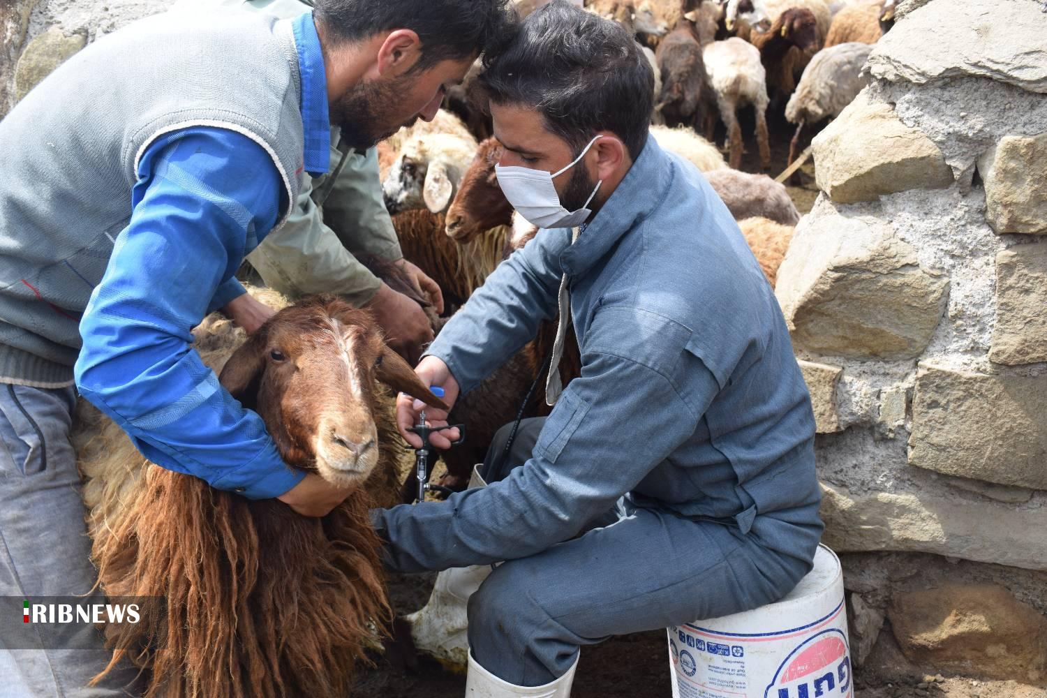 واکسیناسیون سه میلیون و ۴۰۰ هزار رأس دام سبک در لرستان واکسیناسیون سه میلیون و ۴۰۰ هزار رأس دام سبک در لرستان