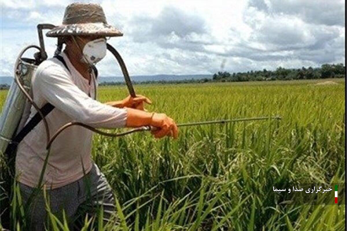 افزایش ۴۸ درصدی مبارزه با سِن غلات در لرستان