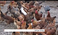 کارآفرینی جوانان روستای ارمو با پرورش مرغ بومی