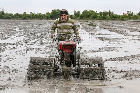 پیشرفت ۲۵ درصدی آماده‌سازی شالیزار‌های مازندران