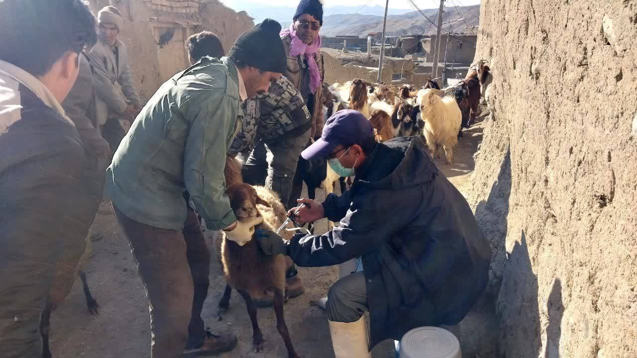 برگزاری اردوی جهادی دامپزشکی در شهرستان کوهسرخ به مناسبت دهه فجر