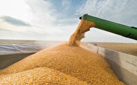 خرید بیش از یک میلیون و ۶۰۰ هزار تن گندم در خوزستان