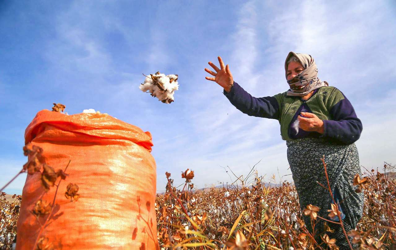 پیش بینی برداشت ۲۷ هزار تن وش پنبه از کشتزار‌های خراسان شمالی