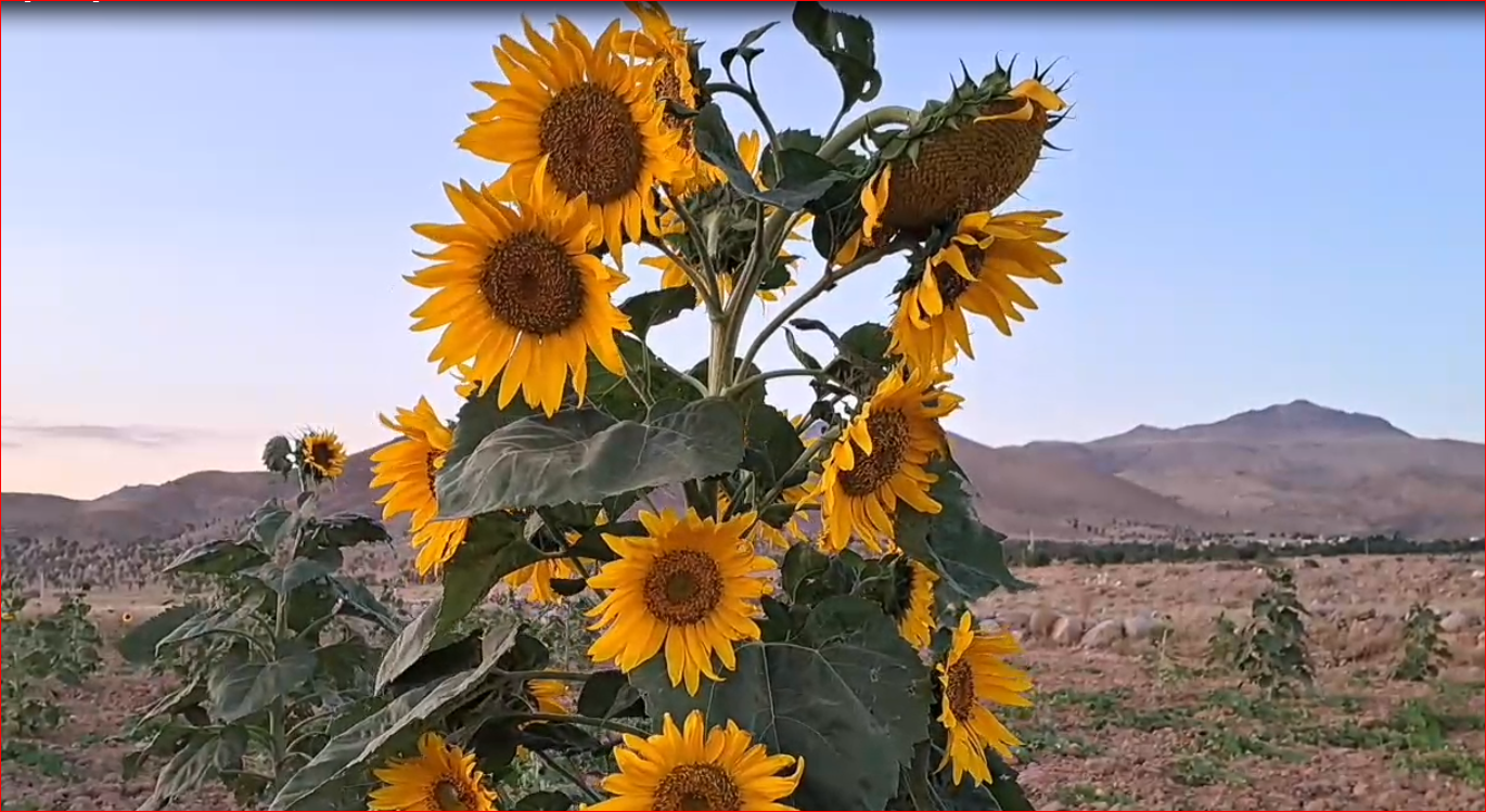 آغاز برداشت تخم آفتابگردان در خراسان شمالی