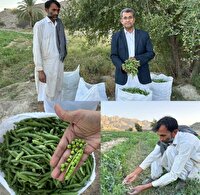 برداشت نخودسبز  از اراضی کشاورزی شهرستان سرباز