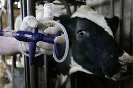 آغاز واکسیناسیون دامها در مقابل تب برفکی آغاز واکسیناسیون دامها در مقابل تب برفکی