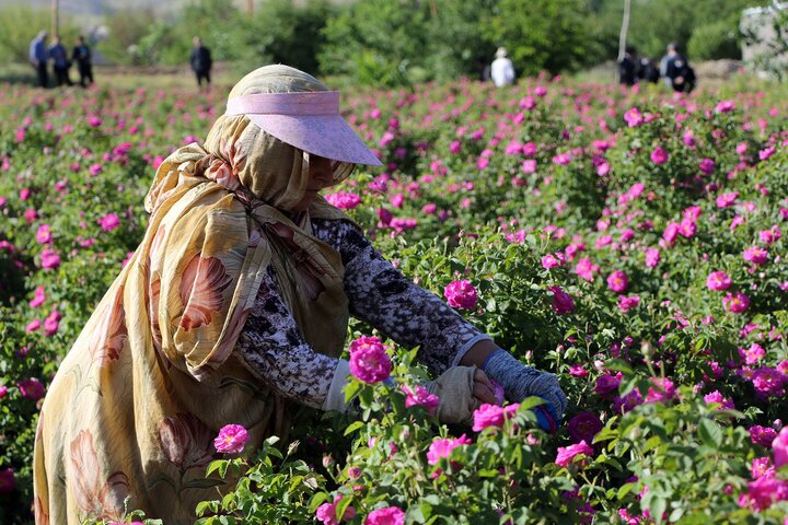 افزایش سطح زیر کشت گل محمدی در ملایر