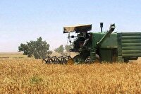خرید تضمینی بیش از ۴۷ هزار تن گندم در هرمزگان