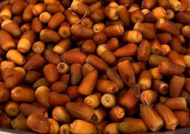 برداشت رطب آل مهتری از نخلستان‌های بخش شمیل