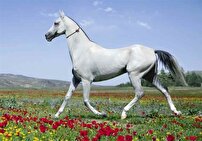 جایگاه خراسان شمالی در صنعت اسب