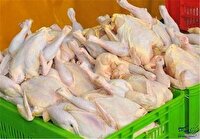 تولید گوشت مرغ بیش از نیاز در آذربایجان شرقی