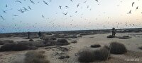 آماربرداری از پرندگان مهاجر جوجه آور تابستان گذران در بوشهر