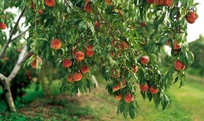 بیش از هزارهکتار از باغات خراسان جنوبی زیر کاشت میوه‌های سردرختی