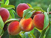 بیش از هزارهکتار از باغات خراسان جنوبی زیر کاشت میوه‌های سردرختی