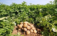 کشت سیب‌زمینی در ۳۵۰ هکتار از مزارع کشاورزی استان قزوین