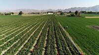 دانش بنیان  ها در خدمت کشاورزی