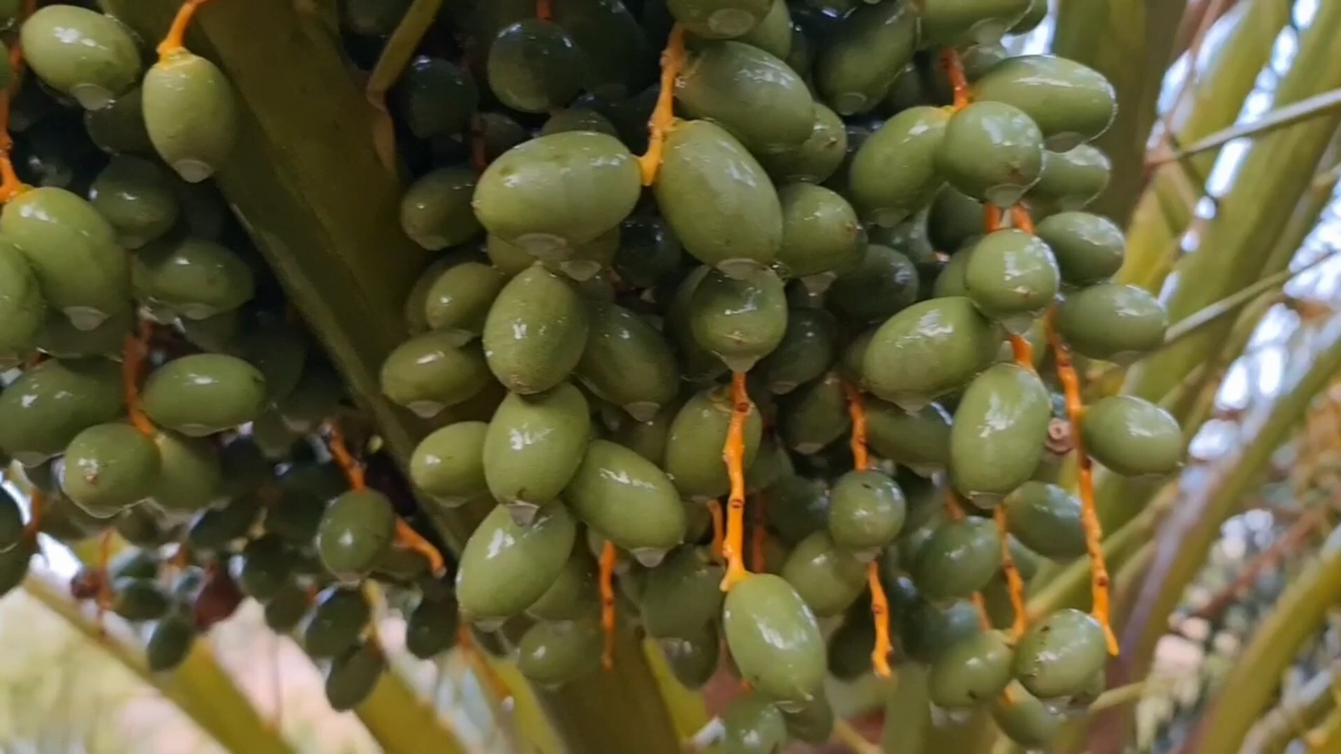 پیام سپاهان