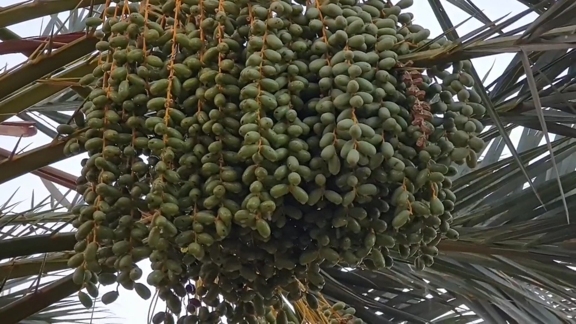 پیام سپاهان