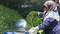 آماده سازی ۸ تن سبزی برای موکب انصار الرضا در حبیب آباد برخوار