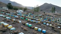 خوانسار، قطب زنبورداری و بسته‌بندی عسل در استان اصفهان