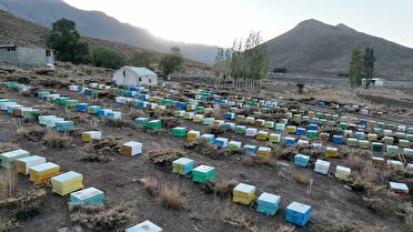 خوانسار، قطب زنبورداری و بسته‌بندی عسل در استان اصفهان